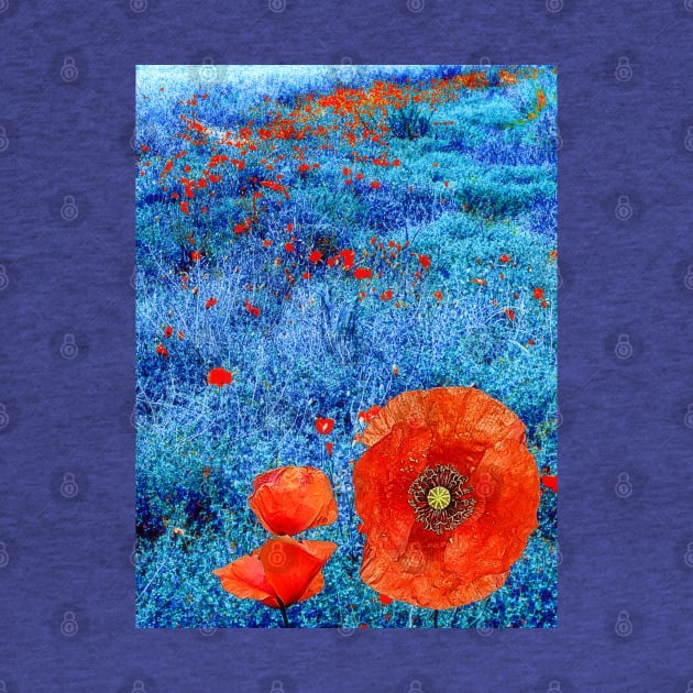 Blue Field Poppies by danieljanda